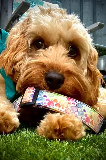 Pet collars Pet Collars