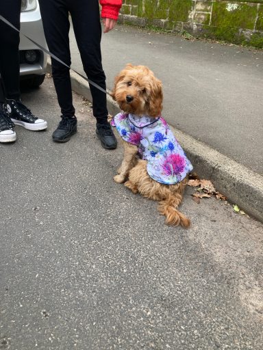 Waterproof Dog Coats Waterproof Dog Coats